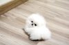 Photo №2 to announcement № 17283 for the sale of pomeranian - buy in Australia 