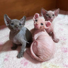 Photo №1. sphynx cat - for sale in the city of Portofino | 264$ | Announcement № 121984