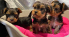 Photo №2 to announcement № 73995 for the sale of yorkshire terrier - buy in Germany private announcement