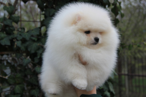 Photo №2 to announcement № 6391 for the sale of german spitz - buy in Russian Federation from nursery
