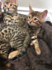 Photo №4. I will sell bengal cat in the city of Woltersdorf. private announcement - price - 317$