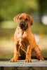 Additional photos: Rhodesian Ridgeback puppies