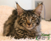 Photo №4. I will sell maine coon in the city of St. Petersburg. private announcement, from nursery, breeder - price - 405$