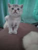Photo №3. Selling Scottish Fold kittens. Russian Federation