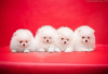 Photo №2 to announcement № 93494 for the sale of pomeranian - buy in Poland private announcement