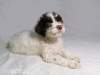 Photo №2 to announcement № 79530 for the sale of lagotto romagnolo - buy in Serbia 