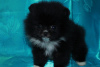 Photo №1. pomeranian - for sale in the city of Dnipro | 111$ | Announcement № 10808