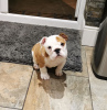 Photo №1. english bulldog - for sale in the city of Essen | 370$ | Announcement № 87163