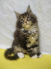 Additional photos: Maine Coon