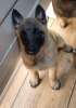 Photo №1. belgian shepherd - for sale in the city of Дикирх | 528$ | Announcement № 124700