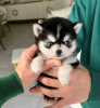 Photo №2 to announcement № 113004 for the sale of siberian husky - buy in Finland private announcement, breeder