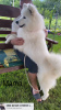 Additional photos: Samoyed premium puppies