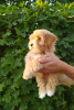 Photo №1. non-pedigree dogs - for sale in the city of Minsk | 868$ | Announcement № 53253