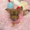 Photo №1. chihuahua - for sale in the city of Los Angeles | 700$ | Announcement № 124202