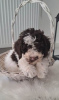 Photo №1. lagotto romagnolo - for sale in the city of Kragujevac | negotiated | Announcement № 107987