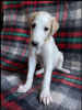 Additional photos: Russian Greyhound Borzoi - Puppies