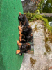 Photo №2 to announcement № 118701 for the sale of german shepherd - buy in Germany private announcement