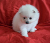 Photo №1. pomeranian - for sale in the city of Geneva | 589$ | Announcement № 7614