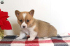 Photo №1. welsh corgi - for sale in the city of East Texas | 710$ | Announcement № 63529