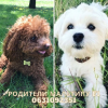 Additional photos: Puppies MALTIPOO F1. Unique genes. Reservation.