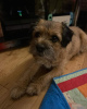 Photo №2 to announcement № 65063 for the sale of border terrier - buy in Kuwait private announcement