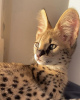 Photo №3. Train an African Serval cat for sale and a Savannah cat for adoption. Austria