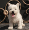 Photo №4. I will sell west highland white terrier in the city of Москва. private announcement, from nursery, breeder - price - 1200$