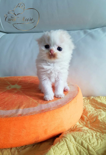 Photo №2 to announcement № 6274 for the sale of scottish fold - buy in Israel breeder