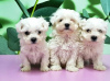 Photo №1. maltese dog - for sale in the city of Paris | negotiated | Announcement № 40423