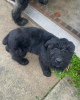 Photo №4. I will sell schnauzer in the city of Las Vegas. breeder - price - 500$