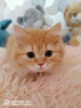 Photo №3. british kitten. Russian Federation