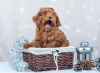 Photo №1. poodle (toy) - for sale in the city of Дрезден | negotiated | Announcement № 32060