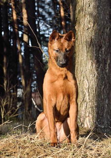 Photo №1. thai ridgeback - for sale in the city of Minsk | negotiated | Announcement № 1907