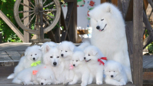 Photo №1. samoyed dog - for sale in the city of Minsk | 2000$ | Announcement № 398