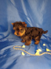 Additional photos: Yorkshire terrier puppy mini boy
