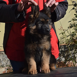 Photo №1. german shepherd - for sale in the city of Odessa | Negotiated | Announcement № 5141