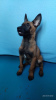 Photo №1. belgian shepherd - for sale in the city of Zaporizhia | 1000$ | Announcement № 8827