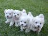 Photo №2 to announcement № 124064 for the sale of maltese dog - buy in Finland private announcement