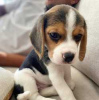 Photo №2 to announcement № 116060 for the sale of beagle - buy in Germany 