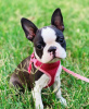 Photo №3. Vaccinated Boston terrier puppies available now for loving homes. United States