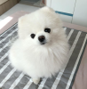 Photo №2 to announcement № 11334 for the sale of pomeranian - buy in Kuwait private announcement