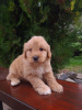 Photo №1. golden retriever - for sale in the city of Vilovo | 317$ | Announcement № 74978