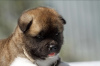 Additional photos: Akita puppies for adoption