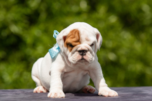 Photo №4. I will sell english bulldog in the city of Minsk. from nursery, from the shelter, breeder - price - 1054$