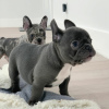 Photo №1. french bulldog - for sale in the city of Berlin | 317$ | Announcement № 70915