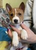 Photo №4. I will sell basenji in the city of Riga. breeder - price - 1162$