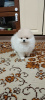 Photo №4. I will sell pomeranian in the city of Leipzig. private announcement - price - 380$