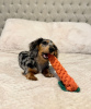 Photo №4. I will sell dachshund in the city of Berlin. breeder - price - 423$