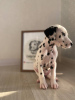 Photo №2 to announcement № 28290 for the sale of dalmatian dog - buy in Sweden 