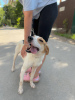 Photo №3. An absolutely incredible dog is looking for a home!. Russian Federation